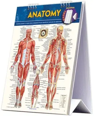 Sänkt pris - Anatomy Easel
