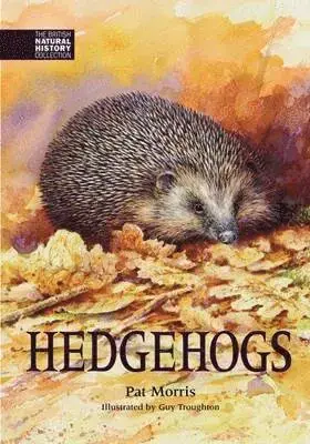 Bara denna vecka | Hedgehogs